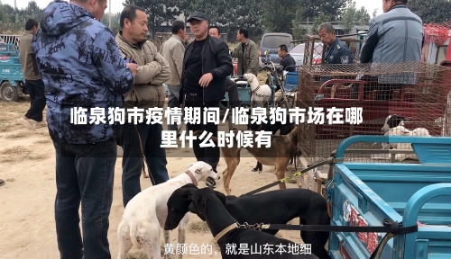 临泉狗市疫情期间/临泉狗市场在哪里什么时候有