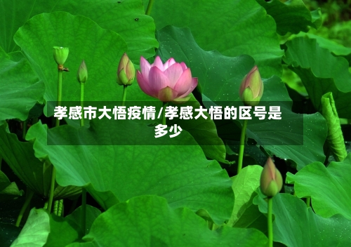 孝感市大悟疫情/孝感大悟的区号是多少