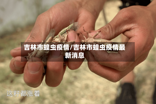 吉林市蝗虫疫情/吉林市蝗虫疫情最新消息-第3张图片