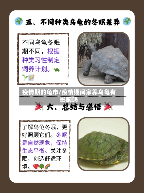 疫情期的龟市/疫情期间家养乌龟有影响吗